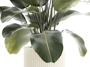 Beautiful Exotic Plant Calathea Lutea In A Pot 1263 3D Model