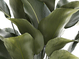 Beautiful Exotic Plant Calathea Lutea In A Pot 1263 3D Model