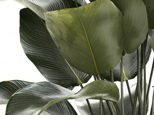 Beautiful Exotic Plant Calathea Lutea In A Pot 1263 3D Модель