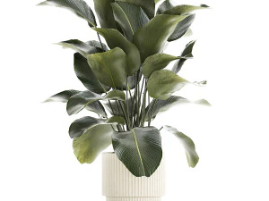 Beautiful Exotic Plant Calathea Lutea In A Pot 1263 3D Model