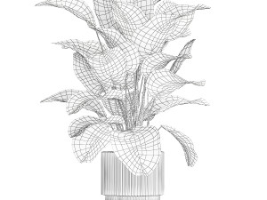 Beautiful Exotic Plant Calathea Lutea In A Pot 1263 3D Модель