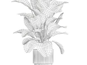Beautiful Exotic Plant Calathea Lutea In A Pot 1263 3D Model