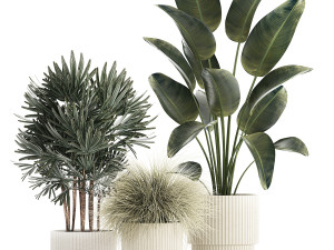 Beautiful Exotic Strelitzia Plants In A Pot 1264 3D Model
