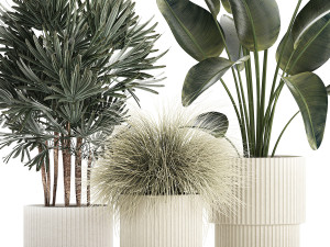 Beautiful Exotic Strelitzia Plants In A Pot 1264 3D Модель