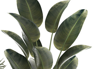 Beautiful Exotic Strelitzia Plants In A Pot 1264 3D Модель