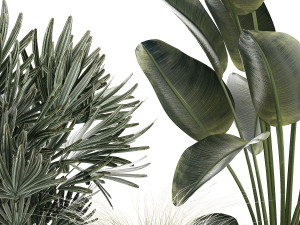 Beautiful Exotic Strelitzia Plants In A Pot 1264 3D Модель