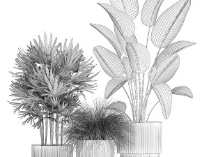 Beautiful Exotic Strelitzia Plants In A Pot 1264 3D Модель