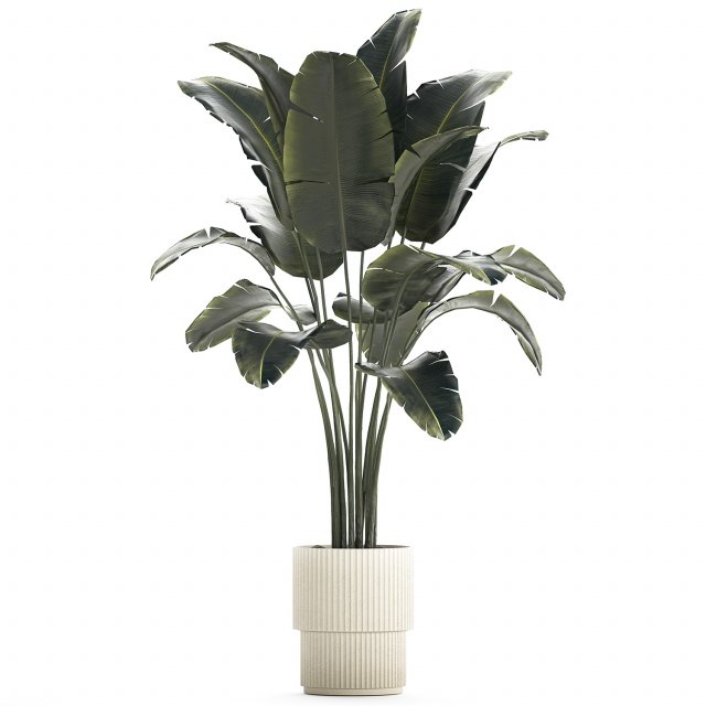 Beautiful Banana palm tree in a flower pot for decoration 1266 3D Model .c4d .max .obj .3ds .fbx .lwo .lw .lws