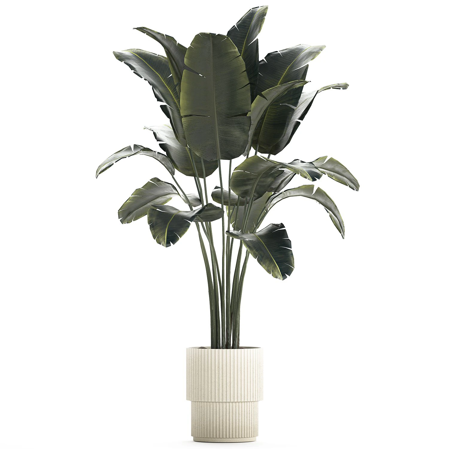 Beautiful Banana palm tree in a flower pot for decoration 1266 3D Model .c4d .max .obj .3ds .fbx .stl .blend 