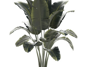 Beautiful Banana palm tree in a flower pot for decoration 1266 3D Model