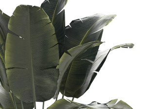 Beautiful Banana palm tree in a flower pot for decoration 1266 3D Model
