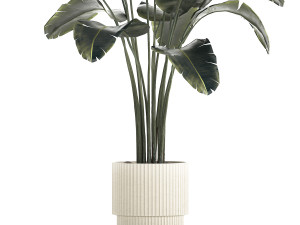 Beautiful Banana palm tree in a flower pot for decoration 1266 3D Model