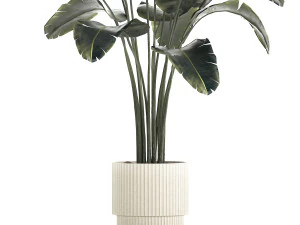 Beautiful Banana palm tree in a flower pot for decoration 1266 3D Model