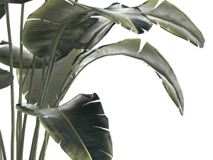 Beautiful Banana palm tree in a flower pot for decoration 1266 3D Model