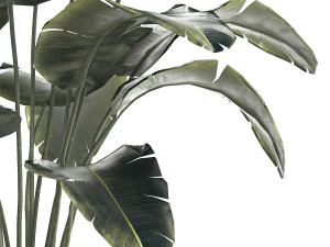 Beautiful Banana palm tree in a flower pot for decoration 1266 3D Model