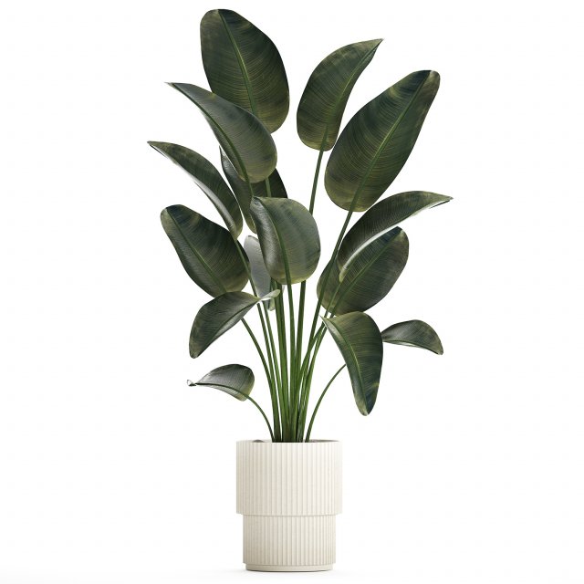 Beautiful Strelitzia Palm Tree In A Flower Pot 1267 Model 3D .c4d .max .obj .3ds .fbx .stl .blend 