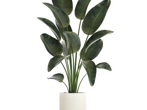 Beautiful Strelitzia Palm Tree In A Flower Pot 1267 3D Model