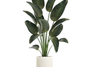 Beautiful Strelitzia Palm Tree In A Flower Pot 1267 Modelo 3D