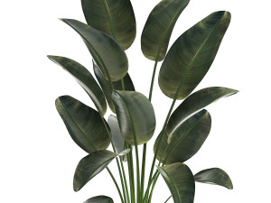 Beautiful Strelitzia Palm Tree In A Flower Pot 1267 Model 3D
