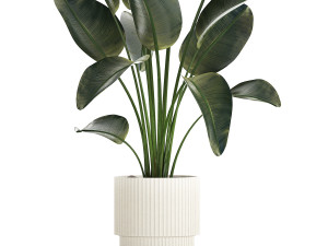 Beautiful Strelitzia Palm Tree In A Flower Pot 1267 Model 3D