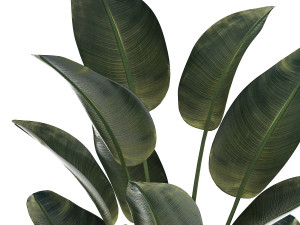 Beautiful Strelitzia Palm Tree In A Flower Pot 1267 Model 3D