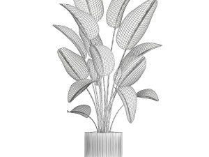Beautiful Strelitzia Palm Tree In A Flower Pot 1267 Model 3D
