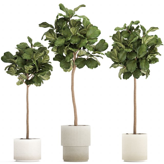 Beautiful Ficus lyrata trees in flowerpots 1267 3Dモデル .c4d .max .obj .3ds .fbx .stl .blend 