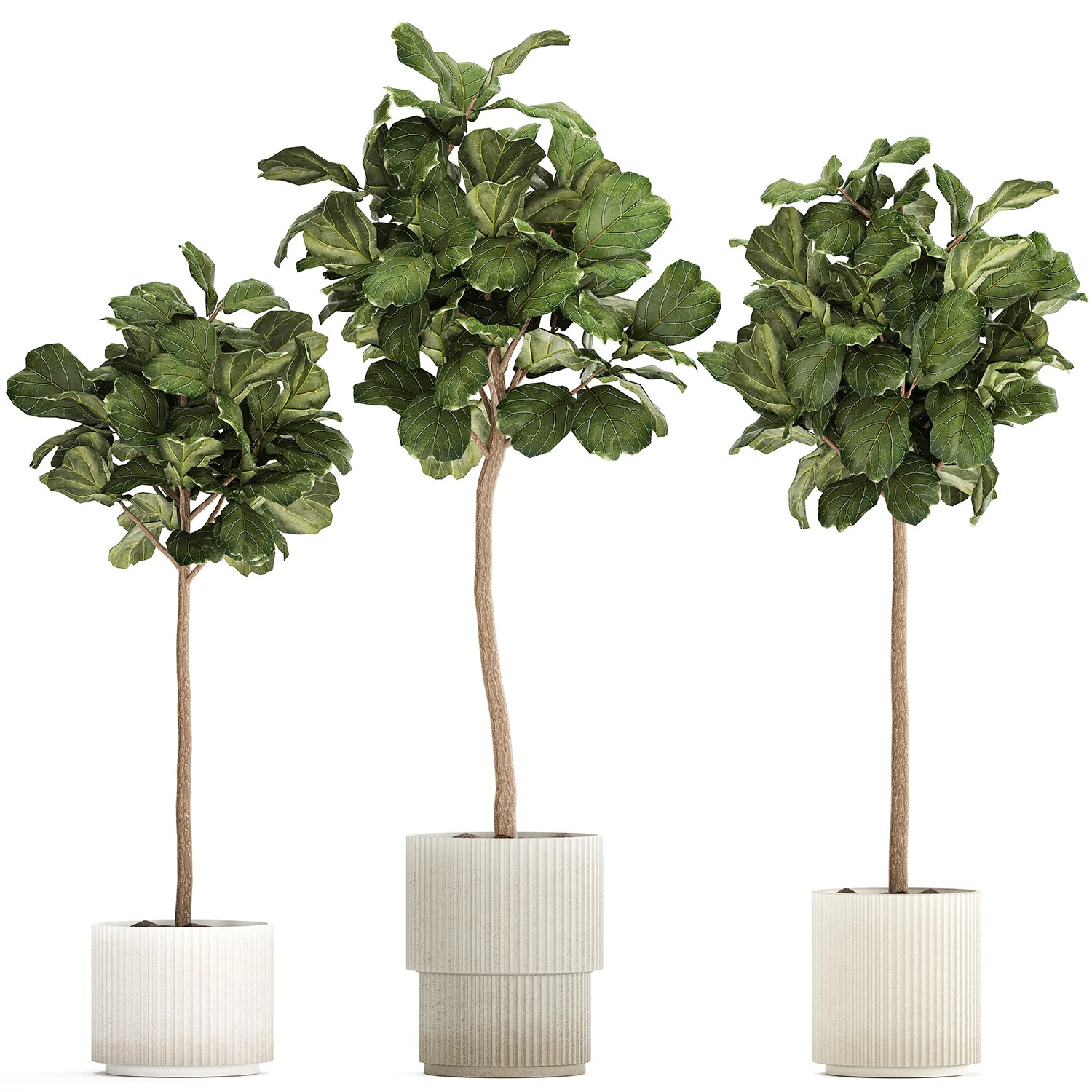 Beautiful Ficus lyrata trees in flowerpots 1267 3D Model .c4d .max .obj .3ds .fbx .stl .blend 