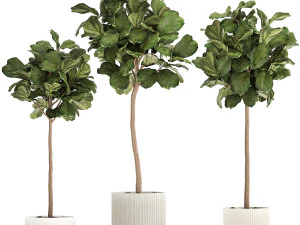 फूलों के गमलों में सुंदर फ़िकस लिराटा पेड़ 1267 3D मॉडल