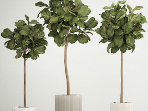 Beautiful Ficus lyrata trees in flowerpots 1267 3Dモデル