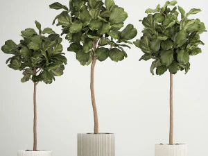 Beautiful Ficus lyrata trees in flowerpots 1267 3D Model