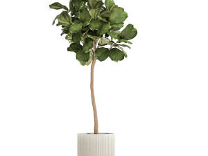 Beautiful Ficus lyrata trees in flowerpots 1267 3Dモデル