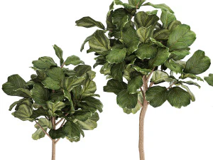 Beautiful Ficus lyrata trees in flowerpots 1267 3D Model