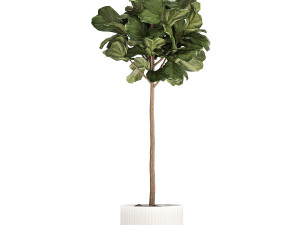 Beautiful Ficus lyrata trees in flowerpots 1267 3Dモデル