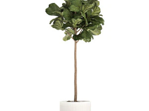 Beautiful Ficus lyrata trees in flowerpots 1267 3D Model