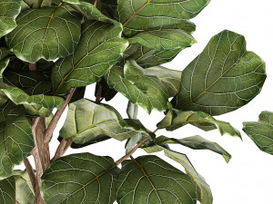 Beautiful Ficus lyrata trees in flowerpots 1267 3Dモデル