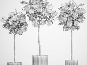 Beautiful Ficus lyrata trees in flowerpots 1267 3Dモデル