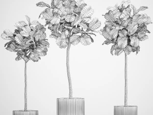 Beautiful Ficus lyrata trees in flowerpots 1267 3D Model