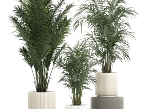 Beautiful Howea forsteriana palm trees in flower pots 1268 3D Model
