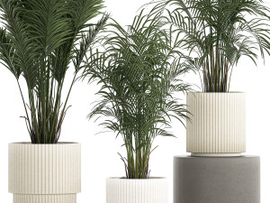 Beautiful Howea forsteriana palm trees in flower pots 1268 3D 模型