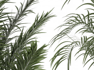 Beautiful Howea forsteriana palm trees in flower pots 1268 3D 模型