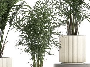 Beautiful Howea forsteriana palm trees in flower pots 1268 3D 模型