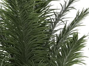 Beautiful Howea forsteriana palm trees in flower pots 1268 3D 模型