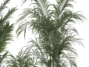 Beautiful Howea forsteriana palm trees in flower pots 1268 3D 模型