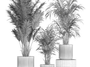 Beautiful Howea forsteriana palm trees in flower pots 1268 3D 模型