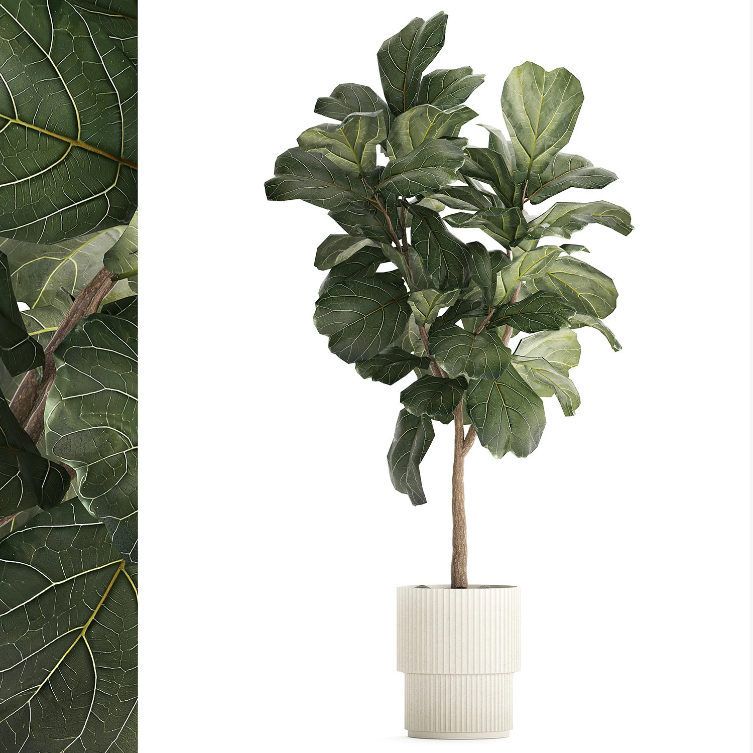 Beautiful Ficus lyrata trees in flowerpots 1269 3D Model .c4d .max .obj .3ds .fbx .stl .blend 