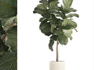 Beautiful Ficus lyrata trees in flowerpots 1269 3D Model