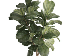 Beautiful Ficus lyrata trees in flowerpots 1269 3D Model