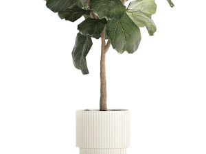 Beautiful Ficus lyrata trees in flowerpots 1269 3D Model
