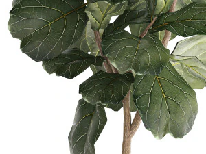 Beautiful Ficus lyrata trees in flowerpots 1269 3D Model